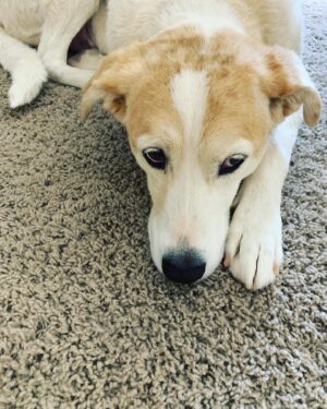 Billy Tolley Instagram - Headed to the airport this morning to film another NEW episode of #GhostAdventures As soon as the suitcase comes out #Sophie does her pouting routine because she knows I’ll be gone awhile. 😥 Such a sweet dog. #TexasRescue #BakerHotel