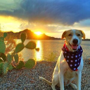 Billy Tolley Instagram - Happy 4th everybody! Please be safe and responsible tonight. 😄🇺🇸 Sophie says hi!