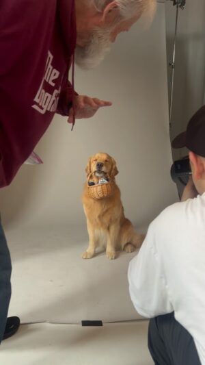 Bj Gruber Instagram - The true star #actor #model #nyc #dog follow my costar @tom_petty_the_golden