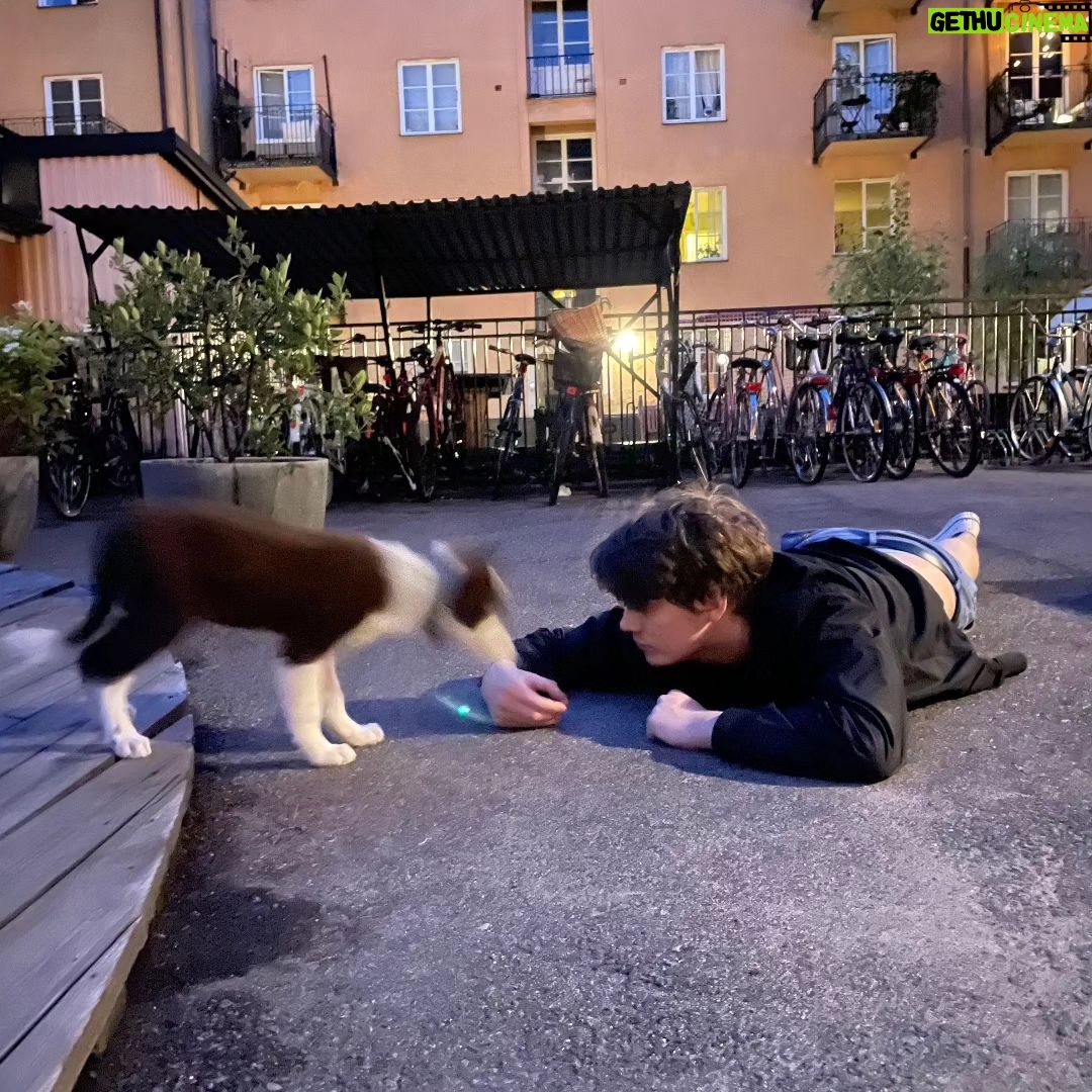 Björn Mosten - 36.3K Likes - 11w bordercollie
@clara.osv