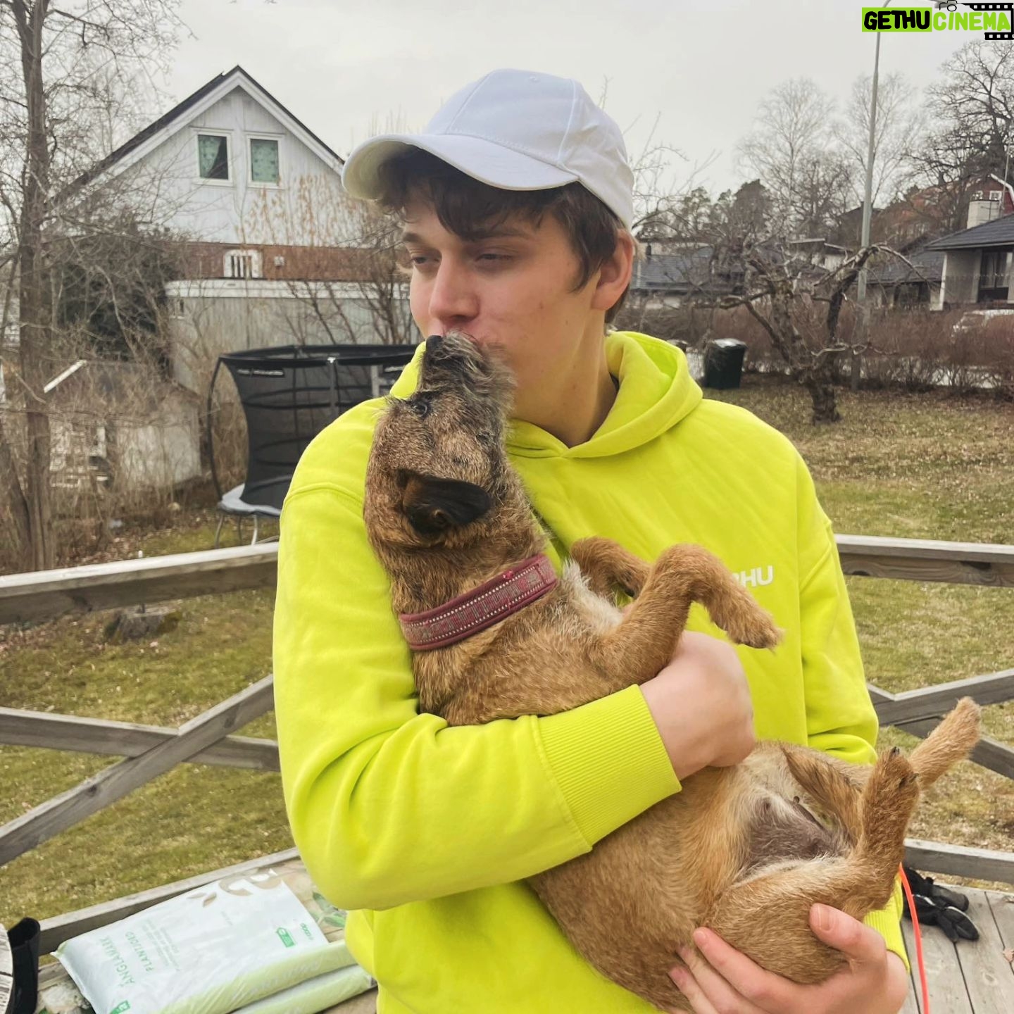 Björn Mosten - 14.3K Likes - Little best baby borderterrier