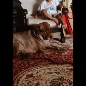 Bjorn Surrao Instagram - Thank you for the best of times my boy ♥️ thank you for bringing so much happiness to this life . We're gonna miss you big time .
Love you 3000 billion 
Rest Easy