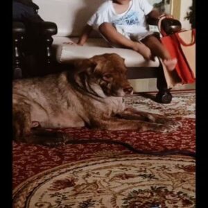 Bjorn Surrao Instagram - Thank you for the best of times my boy ♥️ thank you for bringing so much happiness to this life . We're gonna miss you big time .
Love you 3000 billion 
Rest Easy