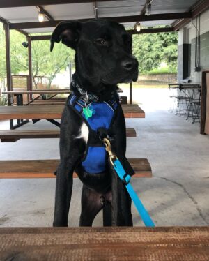 Blaine Gibson Instagram - Happy Gotcha Day, Dutch. This marks 3 years with my baby boy. I could write a book about how this dog has improved my life, but instead I’ll tell y’all one of my favorite rituals. Every day at around 6:30 AM, I’ll wake up to Dutch sitting next to the bed. If I don’t wake up from his wagging tail, then he’ll whine softly or sneeze at me. That’s my cue to move over toward’s Cristen’s side so that Dutch can jump into the bed and curl up next to me for another hour or so of sleep. It’s the cutest shit ever.

If any of you are considering getting a pup, do it. I implore you to adopt and not to shop. There are so many dogs out there like Dutch who will give you a lifetime of love in return for a second chance. Shoutout to the absolute moron who forefeited Dutch for being “too big”, I hope you poop your pants today. Also thanks to @pawsshelter for helping me adopt my boy.