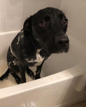 Blaine Gibson Instagram - Happy Gotcha Day, Dutch. This marks 3 years with my baby boy. I could write a book about how this dog has improved my life, but instead I’ll tell y’all one of my favorite rituals. Every day at around 6:30 AM, I’ll wake up to Dutch sitting next to the bed. If I don’t wake up from his wagging tail, then he’ll whine softly or sneeze at me. That’s my cue to move over toward’s Cristen’s side so that Dutch can jump into the bed and curl up next to me for another hour or so of sleep. It’s the cutest shit ever.

If any of you are considering getting a pup, do it. I implore you to adopt and not to shop. There are so many dogs out there like Dutch who will give you a lifetime of love in return for a second chance. Shoutout to the absolute moron who forefeited Dutch for being “too big”, I hope you poop your pants today. Also thanks to @pawsshelter for helping me adopt my boy.