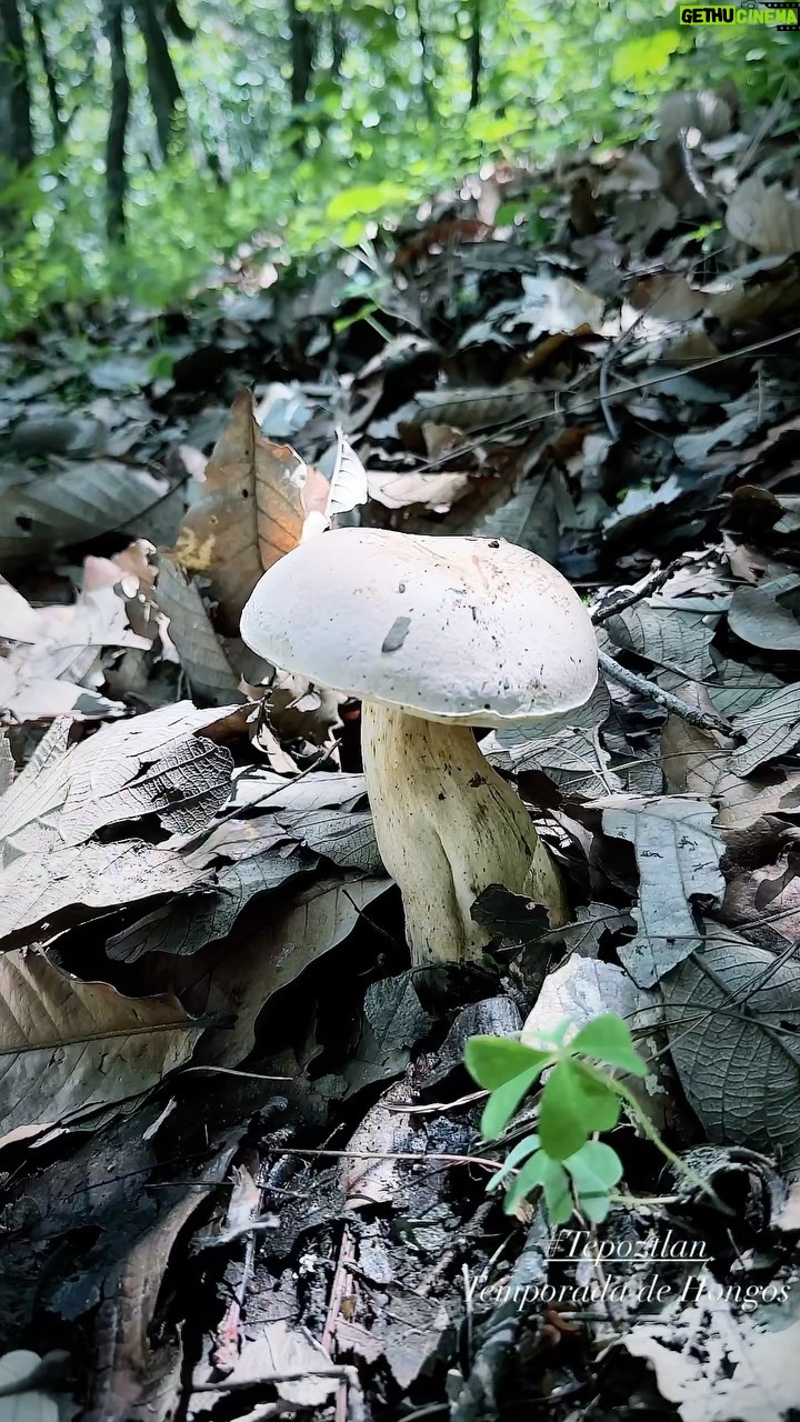 Blake Vaz - 8 Likes - Mushroom Kingdom in Tepoztlan, Morelos Mexico.
🍄🍄🍄 @violeta___gf
Special Cameo by Goomba towards the end…
#tepoztlan #mexico #morelos #mushroom #mushroomhunting #travel #anniversarytrip #mushroomkingdom #goomba