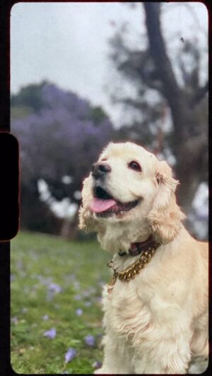 Blake Vaz Instagram - Una bella domenica con i padroni del mio cuore. I bellissimi cani pazzi @bruceandninadoggos e l’amore della mia vita @radical_violet ❤️❤️❤️

#vazfam #doggos #miabellamoglie #domenicaperfetta #losangeles #miraclemile