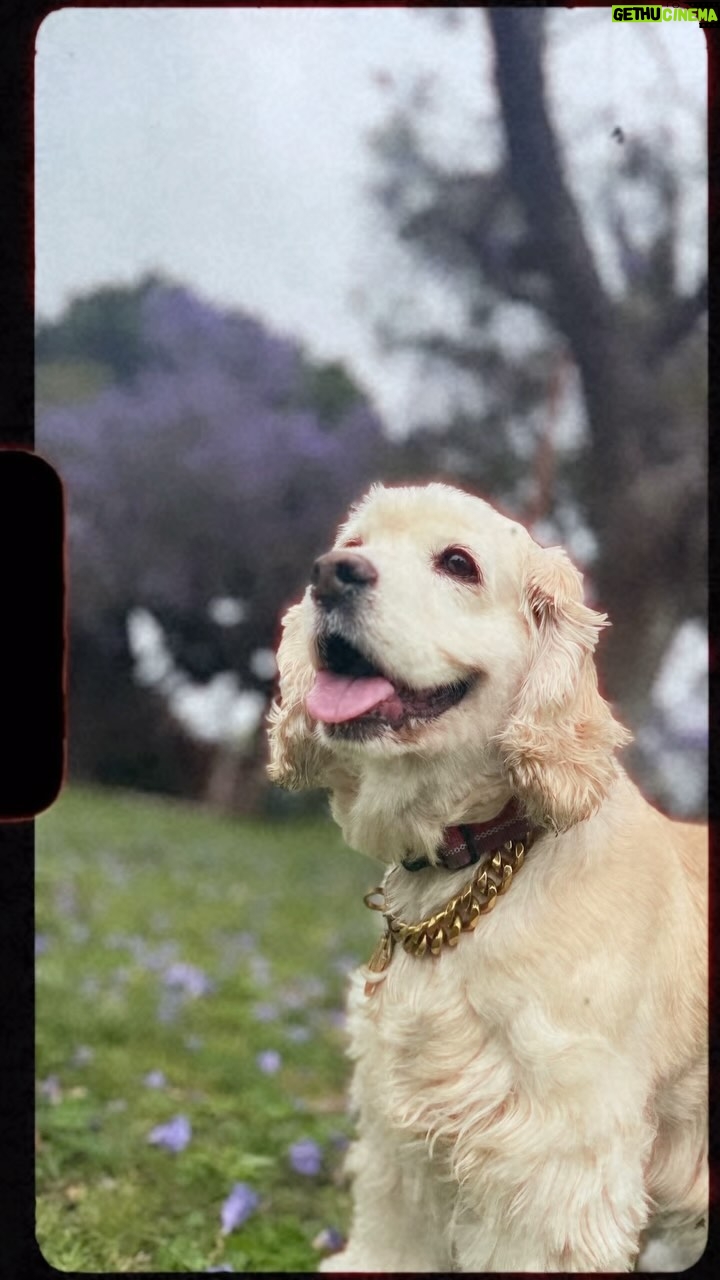 Blake Vaz - 3 Likes - Una bella domenica con i padroni del mio cuore. I bellissimi cani pazzi @bruceandninadoggos e l’amore della mia vita @radical_violet ❤️❤️❤️
#vazfam #doggos #miabellamoglie #domenicaperfetta #losangeles #miraclemile
