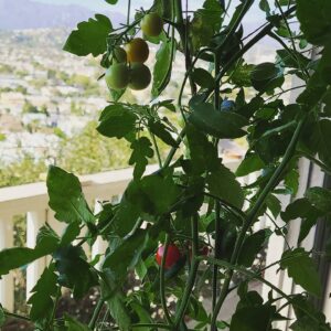 Bob Morley Instagram - Did you know one of my favorite things in the world is tomatoes? 🍅 after a long battle over winter, fending off the pests, they have finally come! Yay! Shine bright my little cherry toms! 🍒 🍅