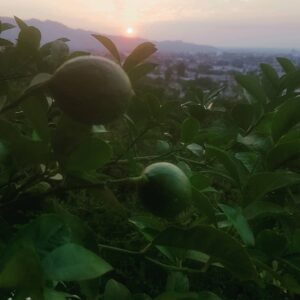 Bob Morley Instagram - After months of miscommunication, my lime tree and I finally have an understanding. I water, feed and compliment. In return I get hummingbirds, bees and limes. Sweet deal.