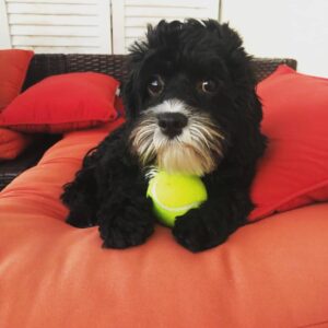 Bob Morley Instagram - Happy Saturday guys. Hope you have a ball... get it, cos panda is holding ... you get it. Anyway happy Saturday.