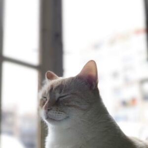 Bolli Instagram - Ninja