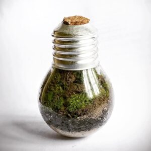 Bolli Instagram - Y tuve la idea de tener un bosque y lo hice hecho.