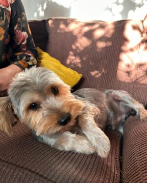 Botota Fox Instagram - Mi familia ,la que no me pregunta nada cuando llego,la que  me recibe con puros abrazos besos languetazos  y lloran y los entiendo,lloran y están felices y si tengo 8 perros y se portan un 7!!! El día que me falte 1 fuck!!
#luna #leydi #baltazar#beto#bruno#tomy#maire#estrellita❤️