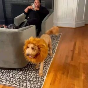 Brad James Instagram - Anybody know how to groom a goldendoodle?? I think I got it wrong...

#HueyPHandsome