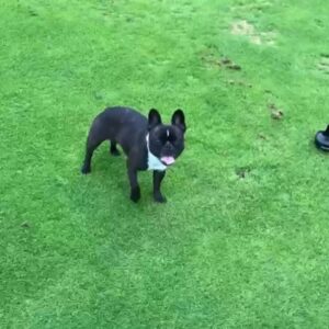 Brandon Prust Instagram - Yesterday was a tough day for the Prust family and all our friends. 1 of the most, if not the most loved family member, Lola, passed away 😢😢 this dog has meant so much to me for the last 9 years. There’s not 1 person she met that she didn’t make smile. You’ll see in the photos and videos how she could brighten anyone’s day. The video from the airport was a regular occurrence. I flew a lot and would always let her off her leash to walk beside me. She was a tractor beam for humans. People would flock to her and then leave her with the biggest smile on their face. I was lucky enough to have received this love from her for 9 years. I will miss her snoring, snorting and grunting noises. I will miss her begging for my empty water bottle or her staring at the blue bin for me to pull 1 out. But most of all I will miss her love, affection, cuddles and kisses. And I know everyone who knew her will miss the same because she gave those things to everyone! 
 RIP Lola poopoo, you were the best.