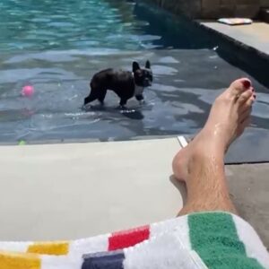 Brandon Prust Instagram - Yesterday was a tough day for the Prust family and all our friends. 1 of the most, if not the most loved family member, Lola, passed away 😢😢 this dog has meant so much to me for the last 9 years. There’s not 1 person she met that she didn’t make smile. You’ll see in the photos and videos how she could brighten anyone’s day. The video from the airport was a regular occurrence. I flew a lot and would always let her off her leash to walk beside me. She was a tractor beam for humans. People would flock to her and then leave her with the biggest smile on their face. I was lucky enough to have received this love from her for 9 years. I will miss her snoring, snorting and grunting noises. I will miss her begging for my empty water bottle or her staring at the blue bin for me to pull 1 out. But most of all I will miss her love, affection, cuddles and kisses. And I know everyone who knew her will miss the same because she gave those things to everyone! 
 RIP Lola poopoo, you were the best.