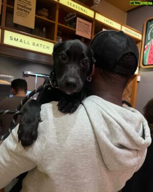 Brandon Severs Instagram - well the streets said it’s #internationaldogday so i figured i’d introduce everyone to my new love juniper!

also shoutout to @itsmichaelcimino’s dogs for having her and her siblings ahaha