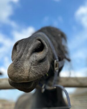 Branislav Deák Instagram - nedeľa na farme🐴🐎 🤠
najkrajší koníček zo všetkých koníčkov🙏🏻 #srodinou #farma #navzduchu #syn #kon #vstajni #konicek #detstvo #akozamladi #nedela #mamtorad ♥️🦄🫶🏻😎