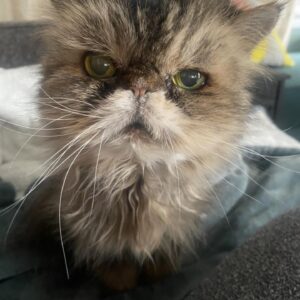 Brea Grant Instagram - When we adopted Lucy, we knew we wouldn’t have long with her but the time we had was amazing. 
She is the first cat I really bonded with as an adult. A true queen who still bossed us around until the age of 20. A champion snuggler. Small but mighty. 
There’s been a lot of loss in our household this week. Be kind to your loved ones, old friends and family. Hug your pets.