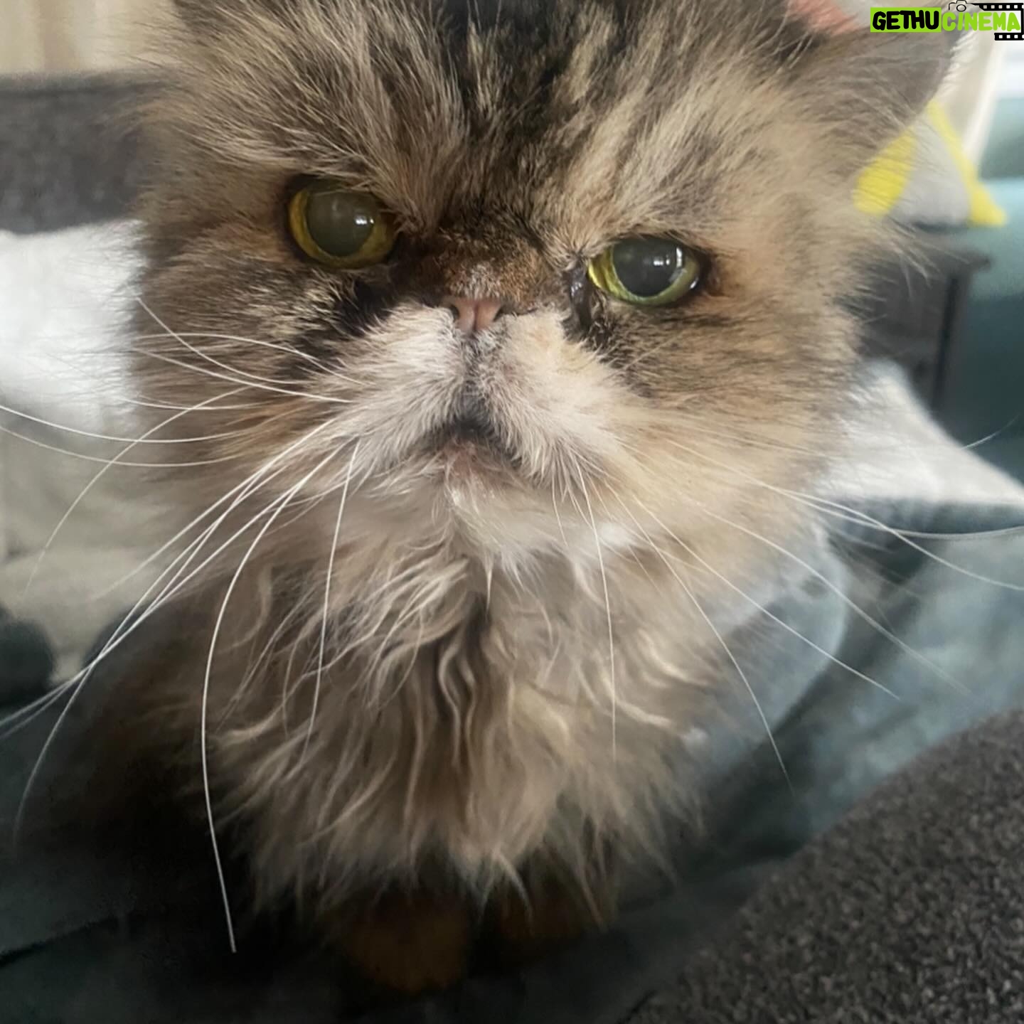 Brea Grant - 1.1K Likes - When we adopted Lucy, we knew we wouldn’t have long with her but the time we had was amazing.
She is the first cat I really bonded with as an adult. A true queen who still bossed us around until the age of 20. A champion snuggler. Small but mighty.
There’s been a lot of loss in our household this week. Be kind to your loved ones, old friends and family. Hug your pets.