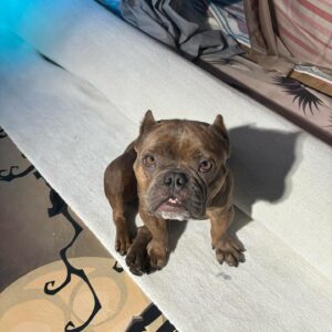 Brea Grant Instagram - Meant to adopt a dog. Accidentally adopted a ghoulie/frog. 
Thanks to @loveleorescue for grabbing this little squirt off the euthanasia list so she can snore on my couch all day.