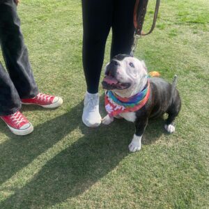 Brea Grant Instagram - Super Adoption last weekend
Good photos by @helennamsantos 
Dog photos by me