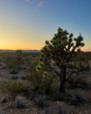 Brennley Brown Instagram - Most of my life I was surrounded by joshua tress and the pinkest of sunsets that you’ll ever see. I feel most at home in the desert. I thank The Lord for His beautiful creation.