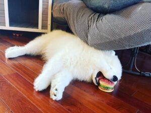 Brian Hanby Instagram - Nom nom 😴💤