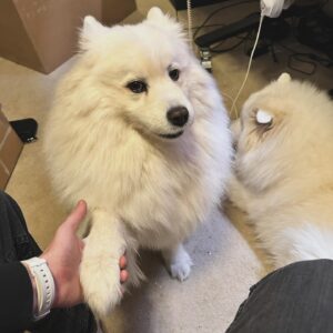 Brian Hanby Instagram - My pups are happy I’m back home. Arya just wants me to hold her hand, meaning… “don’t leave again!”