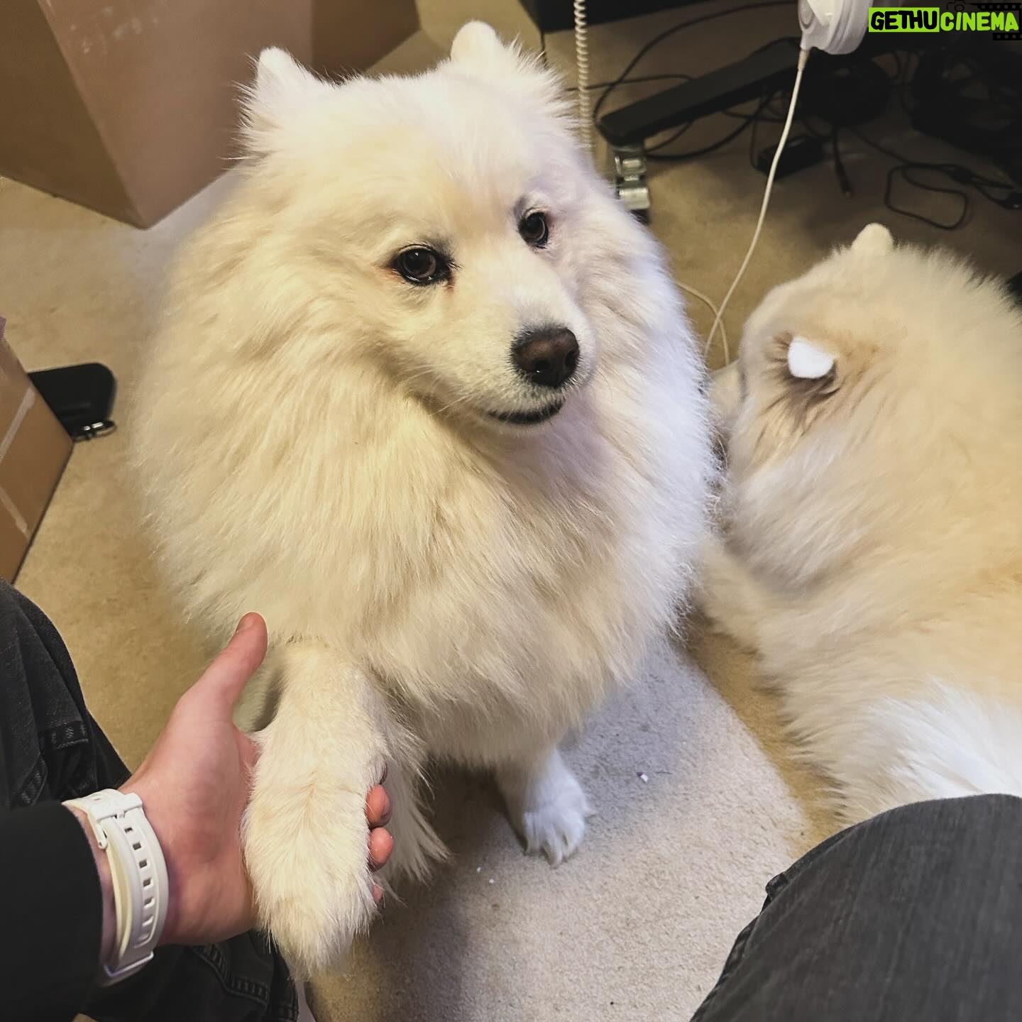 Brian Hanby - 18.5K Likes - My pups are happy I’m back home. Arya just wants me to hold her hand, meaning… “don’t leave again!”