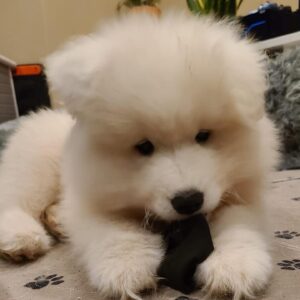 Brian Hanby Instagram - This is our new puppy boy. Because of travel restrictions from Covid I can’t travel home to meet him. I can’t wait to get home and cuddle this little man. Lanai is running the show and mothering the three pups. 

Hopefully I can find a way home and get my cuddle.

He hasn’t got a name yet, post some ideas in the comments!

📸 by @themsvixen