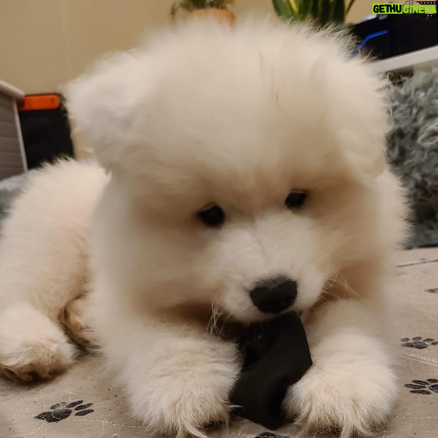 Brian Hanby - 86.5K Likes - This is our new puppy boy. Because of travel restrictions from Covid I can’t travel home to meet him. I can’t wait to get home and cuddle this little man. Lanai is running the show and mothering the three pups.
Hopefully I can find a way home and get my cuddle.
He hasn’t got a name yet, post some ideas in the comments!
📸 by @themsvixen