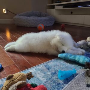 Brian Hanby Instagram - This is our new puppy boy. Because of travel restrictions from Covid I can’t travel home to meet him. I can’t wait to get home and cuddle this little man. Lanai is running the show and mothering the three pups. 

Hopefully I can find a way home and get my cuddle.

He hasn’t got a name yet, post some ideas in the comments!

📸 by @themsvixen