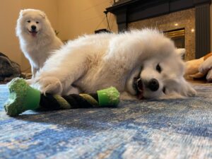 Brian Hanby Instagram - Floofs