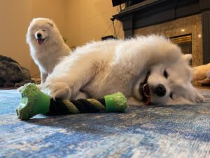 Brian Hanby Instagram - Floofs