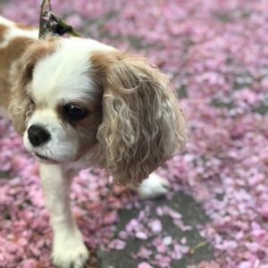 Brian J. Smith Instagram - So. We had to say goodbye to Cassie today. She died peacefully this afternoon surrounded by her people, and I know she felt how much she was loved. Goodbye sweet girl. I’m going to miss you terribly. 🐶