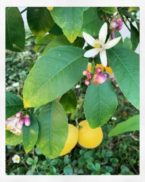 Brit Morgan Instagram - Did you know that lemons have blossoms that smell like actual heaven?
This little revelation seemed explosive today.
This pic is from my tree 
This tree seemed nice but now it’s the most beautiful tree I’ve ever seen. 
How did my world shrink and expand at the same time? 
My hands are almost bleeding from washing them so much.
My boyfriend is healing. He is sitting upright and on the lawn with me and I can’t believe it use to take so much more than this for me to be happy
We hang out from 15 feet apart. 
It’s been a week with no symptoms for me.
Washing your hands works. And vitamin c . 
And joy. 
I love you. 💛