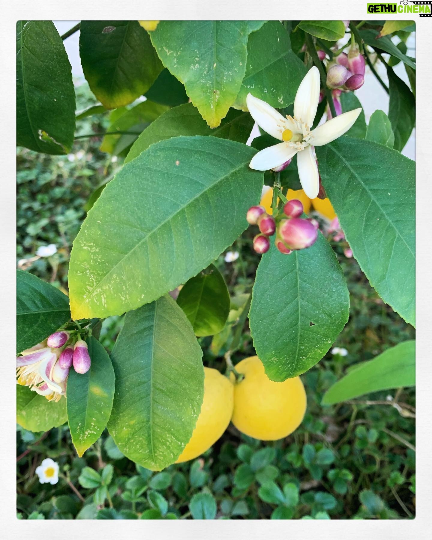 Brit Morgan - 1K Likes - Did you know that lemons have blossoms that smell like actual heaven?
This little revelation seemed explosive today.
This pic is from my tree
This tree seemed nice but now it’s the most beautiful tree I’ve ever seen.
How did my world shrink and expand at the same time?
My hands are almost bleeding from washing them so much.
My boyfriend is healing. He is sitting upright and on the lawn with me and I can’t believe it use to take so much more than this for me to be happy
We hang out from 15 feet apart.
It’s been a week with no symptoms for me.
Washing your hands works. And vitamin c .
And joy.
I love you. 💛