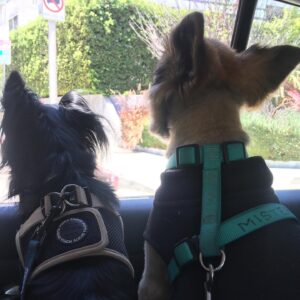 Brittany Allen Instagram - The best of friends. 

Some of you might know Mister, but I’d like to introduce you to Kobe, our newest addition to the family, who we found at the side of a very busy road a few months ago, and who has adapted beautifully into the fam, as Mister’s younger bro. He’s still got lots to learn and unlearn from his challenging past, but The little steps he takes are such a great reward and cause for celebration, as is the case with all rescues. Mister too was found at the side of a road more than 11 years ago, and I was so fortunate to find him through the foster group that rescued him from the shelter. Mister is now the wise elderly one who ages with grace and light. Grateful for these beings and all that they teach us about love and life. 
W/ @colin_minihan ❤️

#nationaldogday