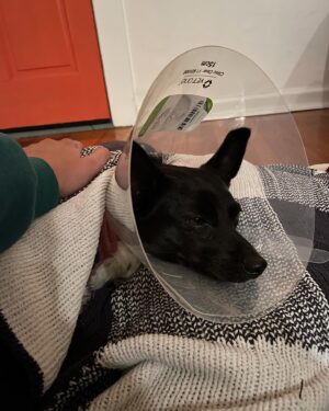 Brittany Allen Instagram - Life, lately. ❤️
Belly growing by the day / blonde mama (c/o wizard @kaylacasee ) / rescued another dog at the side of a road with @colin_minihan / scoring into the night / and snuggling with the two rescues we already got. Tired but full ❤️