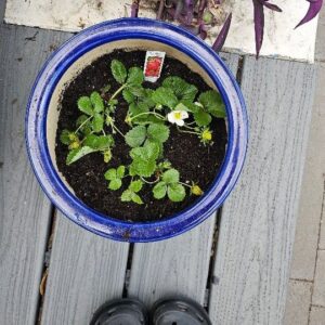 Brittany S. Hall Instagram - Planting new seeds, laying down roots, staying grounded, and tending to my garden…in all ways. 🪴