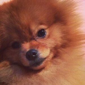 Brittany Underwood Instagram - ❤️My Skeeter ❤️ 8/26/11-3/11/24 

My dearest angel boy, my little Skeets, my baby….Thank you for all the love you gave me these 12 years. Your excited little spins every time I walked through the door were the most beautiful shower of love I could ask for every day. 

You gave so much love to everyone who knew you. And in return, you were greatly loved by so many. You truly were a special little bundle of furry joy. 

I miss you so much.😔💔It’s the hardest loss I’ve ever had to go through. I keep thinking I hear you in the other room and that I’ll see you peak your little head around the corner…what I wouldn’t give to see that adorable little face just one more time…I feel your presence everywhere, and while at first it makes me sad, I also then feel comforted that you’ll live forever in my thoughts. I’m grateful at least, that when the time came, you left this world on your own terms, in your favorite little resting spot at home, with me by your side.  Looking back, I wouldn’t have had it any other way. 

I hope you are resting easy now my little buddy. I hope you found your bestie, @krisalderson’s little Pooka, and that you guys are up there getting into all kinds of adventures. I’ll see ya there someday, and we can play again until the end of time. 

I love you so much my little Skeets. Now and forever, my little baby boy. ❤️❤️❤️
