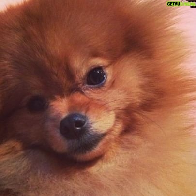 Brittany Underwood - 1.1K Likes - ❤️My Skeeter ❤️ 8/26/11-3/11/24
My dearest angel boy, my little Skeets, my baby….Thank you for all the love you gave me these 12 years. Your excited little spins every time I walked through the door were the most beautiful shower of love I could ask for every day.
You gave so much love to everyone who knew you. And in return, you were greatly loved by so many. You truly were a special little bundle of furry joy.
I miss you so much.😔💔It’s the hardest loss I’ve ever had to go through. I keep thinking I hear you in the other room and that I’ll see you peak your little head around the corner…what I wouldn’t give to see that adorable little face just one more time…I feel your presence everywhere, and while at first it makes me sad, I also then feel comforted that you’ll live forever in my thoughts. I’m grateful at least, that when the time came, you left this world on your own terms, in your favorite little resting spot at home, with me by your side. Looking back, I wouldn’t have had it any other way.
I hope you are resting easy now my little buddy. I hope you found your bestie, @krisalderson’s little Pooka, and that you guys are up there getting into all kinds of adventures. I’ll see ya there someday, and we can play again until the end of time.
I love you so much my little Skeets. Now and forever, my little baby boy. ❤️❤️❤️
