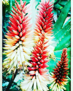 Brooke Nevin Instagram - Oooh! @thehuntingtonlibrary and gardens - you are a beauty! 

How had I never before stepped foot inside this magical botanical realm?

What’s something you haven’t experienced that you’ll like to do in 2022? 

#curated #wildness #nature #botanicalgardens #huntingtongardens