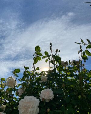 Brooke Williams Instagram - 1. Older. 2. Roses from my garden. 3. Comfort. 4. You as a flower. 5. Me and mama. 6. Gatherings. 7. ‘Do you remember being born?’ - Sean Michaels. 8. Akaroa. 9. Just so much wine. 10. Ambitions 2024.