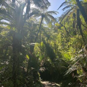 Brooke Williams Instagram - We climbed a big mountain. IT WAS SO FUN. #thepinnacles #coromandel #beautifulnewzealand