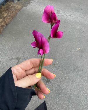 Brooke Williams Instagram - 1. Older. 2. Roses from my garden. 3. Comfort. 4. You as a flower. 5. Me and mama. 6. Gatherings. 7. ‘Do you remember being born?’ - Sean Michaels. 8. Akaroa. 9. Just so much wine. 10. Ambitions 2024.