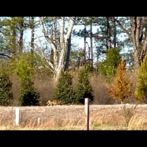 Bruce Campbell Instagram - Say what you want about the coyote, but they are survivors. This one near a new development in Georgia.