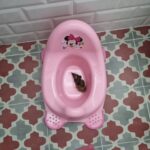 Brunori Sas